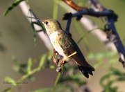 0J6A7845Rufous_Hummingbird
