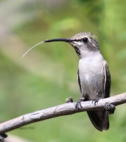 0J6A8086Black-chinned_Hummingbird