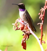 0J6A8096Black-chinned_Hummingbird