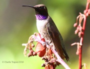0J6A8099Black-chinned_Hummingbird