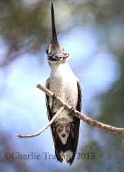0J6A8175Plain-Capped_Starthroat