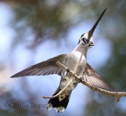 0J6A8177Plain-Capped_Starthroat