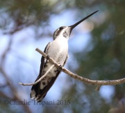 0J6A8185Plain-Capped_Starthroat