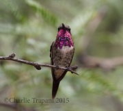 0J6A8664Lucifer_Hummingbird