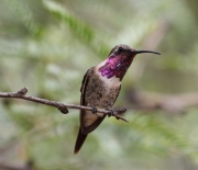 0J6A8666Lucifer_Hummingbird