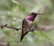 0J6A8666Lucifer_Hummingbird