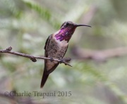 0J6A8667Lucifer_Hummingbird