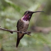 0J6A8674Lucifer_Hummingbird