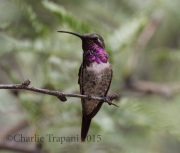 0J6A8692Lucifer_Hummingbird