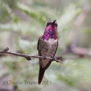 0J6A8695Lucifer_Hummingbird