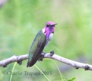 0J6A8779Costa's_Hummingbird