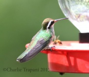 0J6A9151White-Eared_Hummingbird