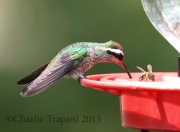 0J6A9160White-Eared_Hummingbird