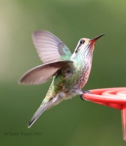 0J6A9166White-Eared_Hummingbird