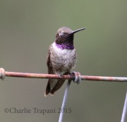 0J6A9220Black-chinned_Hummingbird