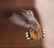 0J6A9289Rufous_Hummingbird