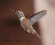 0J6A9297Rufous_Hummingbird