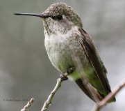 0J6A9727Costa's_Hummingbird