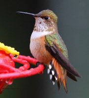 0J6A9782Rufous_Hummingbird