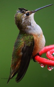 0J6A9826Rufous_Hummingbird