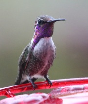 0J6A9885Costa's_Hummingbird