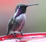 0J6A9893Costa's_Hummingbird