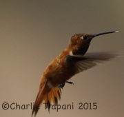 6S3A0632Rufous_Hummingbird
