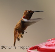 6S3A0633Rufous_Hummingbird