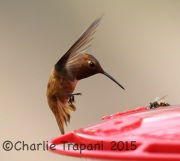 6S3A0634Rufous_Hummingbird