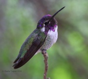 6S3A1092Costa's_Hummingbird