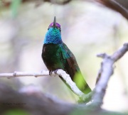6S3A1326Magnicicent_Hummingbird_PS
