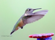 6S3A1380Immature_Male_Calliope_Hummingbird