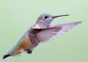 6S3A1382Immature_Male_Calliope_Hummingbird