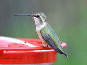 6S3A1389Female_Lucifer_Hummingbird_1