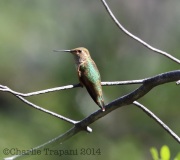 6S3A1438Rufous_Hummingbird