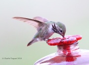 6S3A1443Male_Calliope