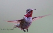 6S3A1513Male_Calliope_Hummingbird