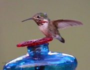 6S3A1554Male_Calliope_Hummingbird
