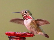 6S3A1560Male_Calliope_Hummingbird