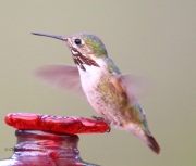 6S3A1573Male_Calliope_Hummingbird