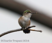 6S3A1639Broad-Tailed