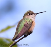 6S3A1696Broad-Tailed_Hummingbird