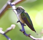 6S3A2526Broad-Tailed_Hummingbird