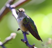 6S3A2536Broad-Tailed_Hummingbird