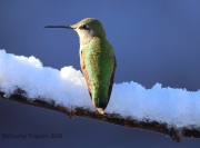 6S3A2919Anna's_Hummingbird_2015_01_01_PS