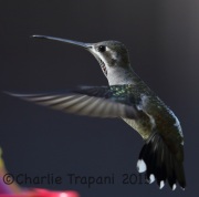 6S3A2976Plain-Capped_Starthroat