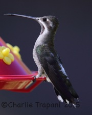 6S3A2981Plain-Capped_Starthroat