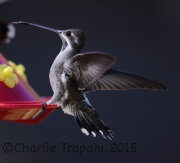 6S3A2982Plain-Capped_Starthroat