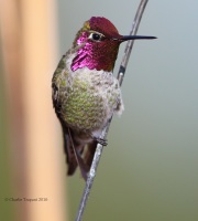 6S3A3330Anna's_Hummingbird copy