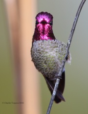 6S3A3340Anna's_Hummingbird copy